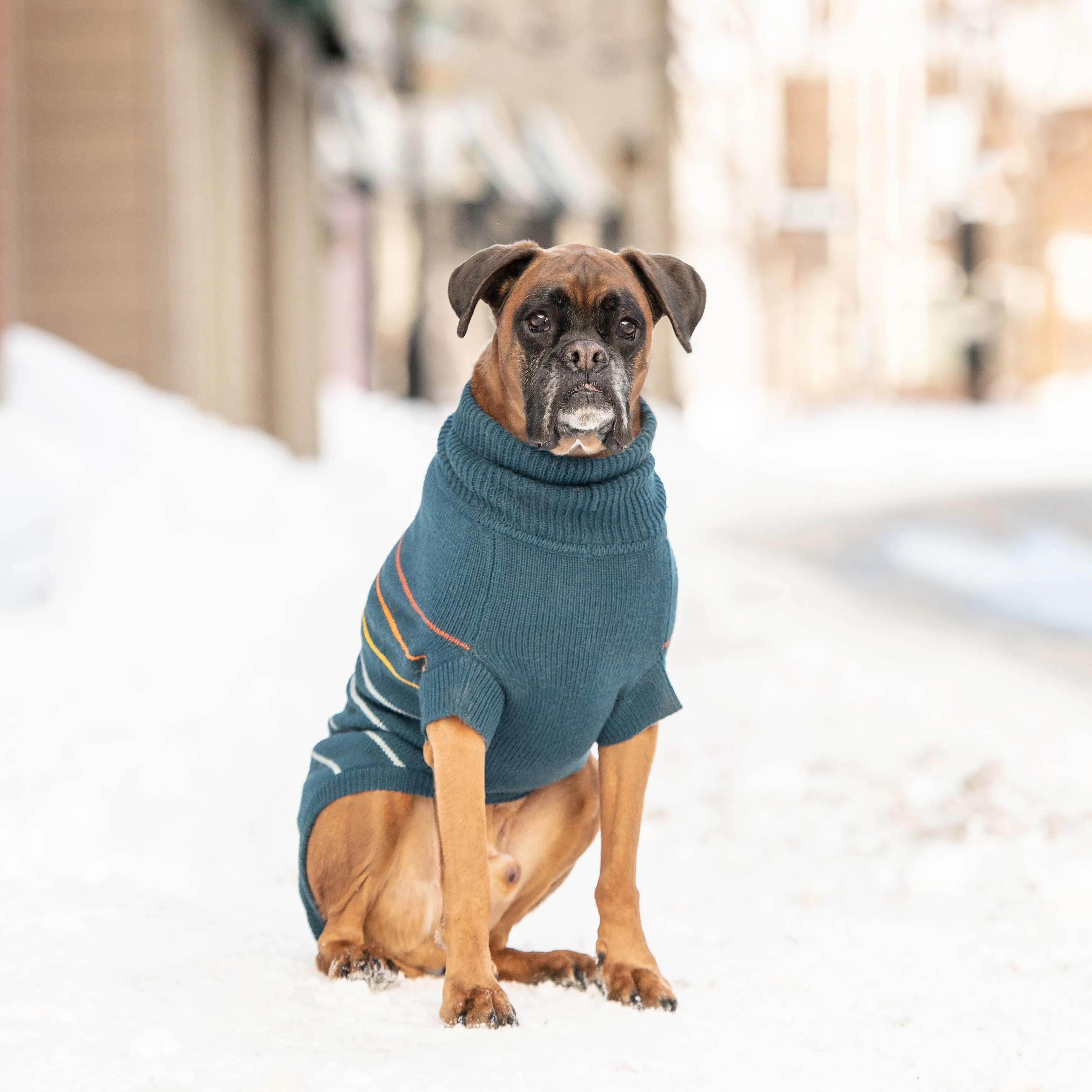 Arctic Sweater - Teal | Cozy & Stylish Winter Wear for Pets