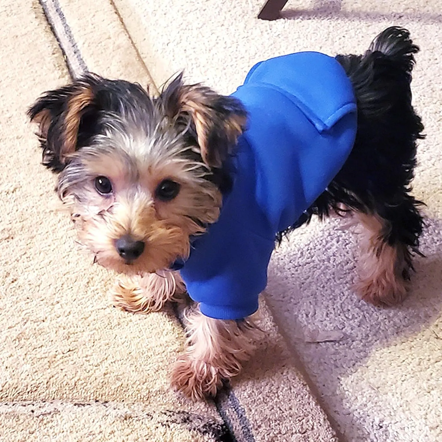 Jecikelon Winter Dog Hoodie Sweatshirts with Pockets Warm Dog Clothes for Small Dogs Chihuahua Coat Clothing Puppy Cat Custume (Dark Blue, X-Small)