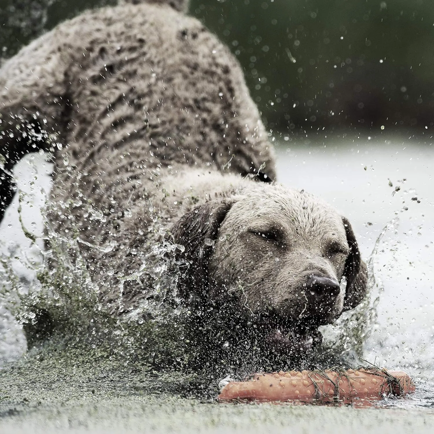 SportDOG  FieldTrainer 425XS ,E  - , 25 ,,